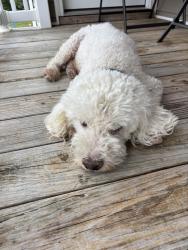 Reunited Male Dog last seen 22nd Street S and S Fern St, Arlington, VA 22202