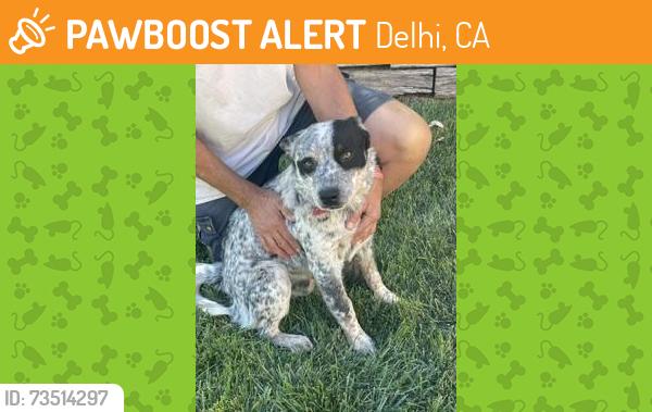 Found/Stray Male Dog last seen August & Palm, Delhi, Delhi, CA 95315