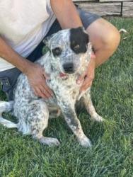 Found/Stray Male Dog last seen August & Palm, Delhi, Delhi, CA 95315