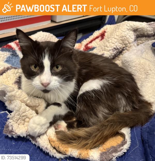 Found/Stray Female Cat last seen Colorado hwy 52 and CR 23, Fort Lupton, CO 80621
