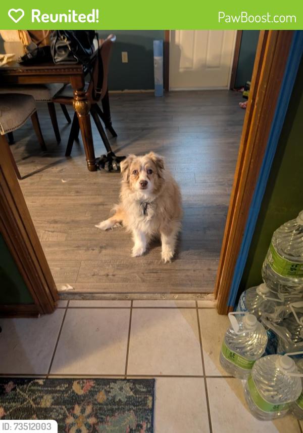 Reunited Female Dog last seen Miami Street crosses Joy Street, Lafayette, LA 70501