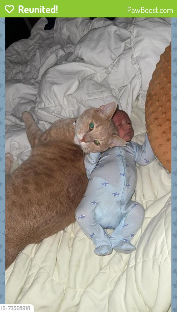 Reunited Male Cat last seen Hinkle ests, Seymour, TN 37865