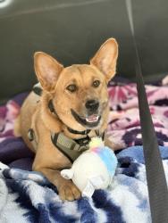 Found/Stray Female Dog last seen FM 1486, Montgomery, TX 77356