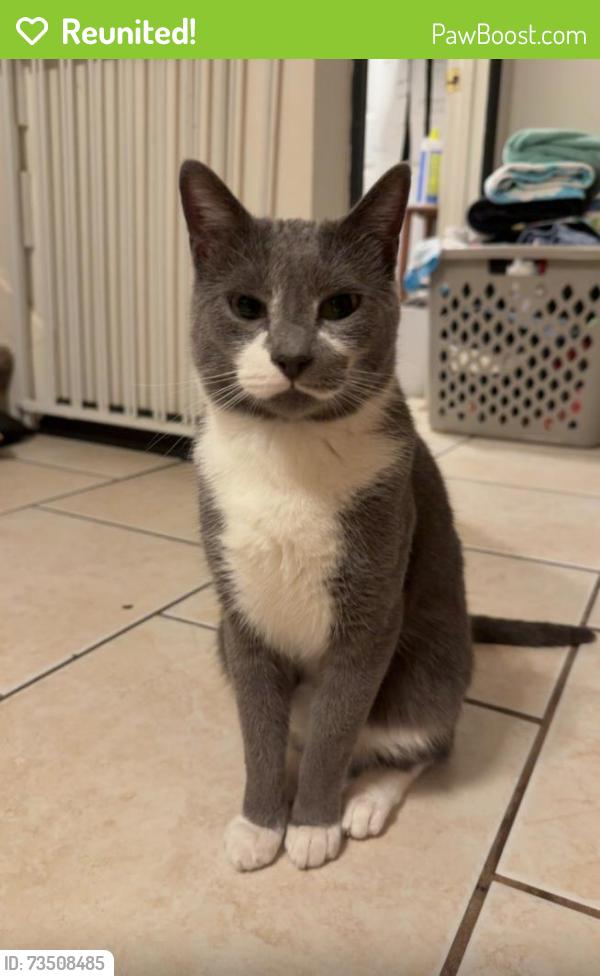 Reunited Male Cat last seen Tuggle ives dr, Gwinnett County, GA 30519