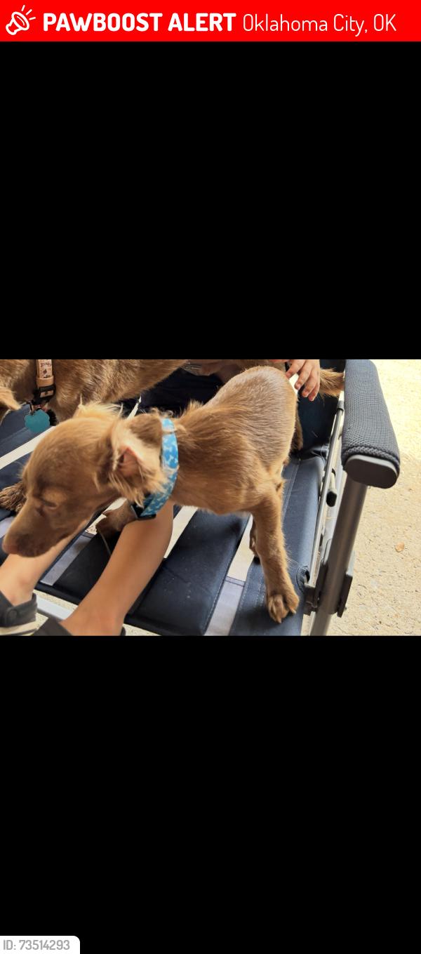 Lost Male Dog last seen shawnee & 25th sw okc, Oklahoma City, OK 73108