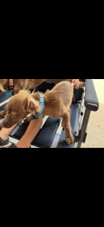 Lost Male Dog last seen shawnee & 25th sw okc, Oklahoma City, OK 73108