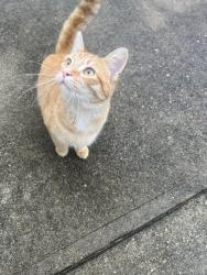 Found/Stray Unknown Cat last seen Rhode Island and Seymour, Cincinnati, OH 45237