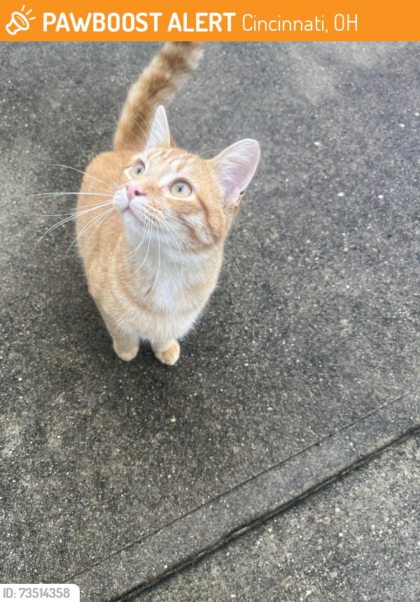 Found/Stray Unknown Cat last seen Rhode Island and Seymour, Cincinnati, OH 45237