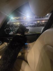 Found/Stray Male Dog last seen Mission Blvd and PB drive, San Diego, CA 92109