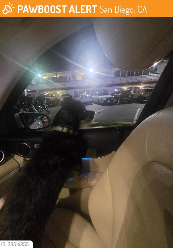 Found/Stray Male Dog last seen Mission Blvd and PB drive, San Diego, CA 92109