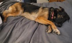 Reunited Female Dog last seen Nc 18, Morganton, NC 28655