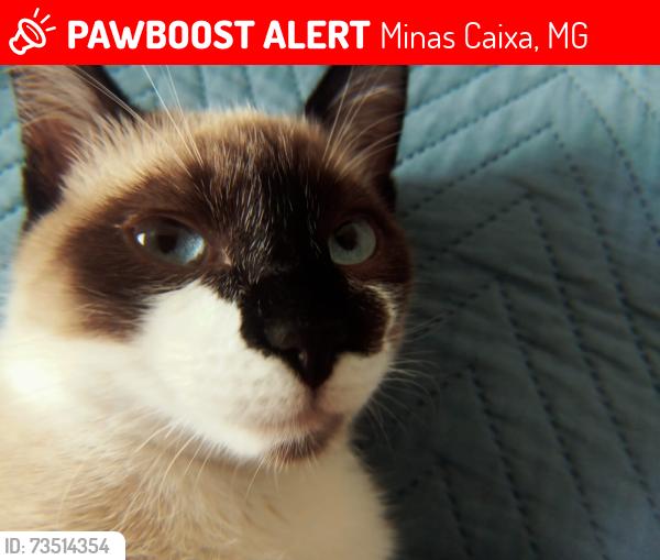 Lost Male Cat last seen Rua Edgar Torres Minascaixa, Minas Caixa, MG 