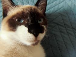Lost Male Cat last seen Rua Edgar Torres Minascaixa, Minas Caixa, MG 