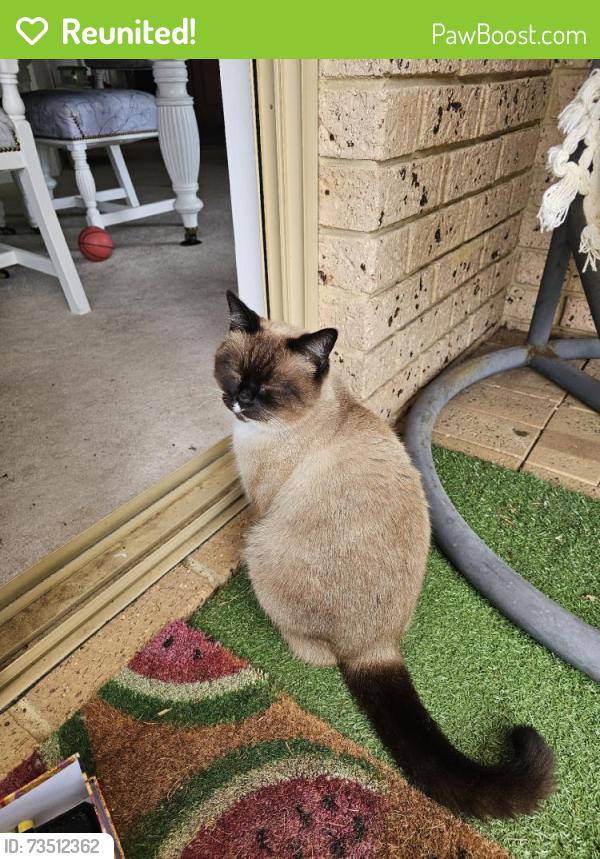 Reunited Female Cat last seen 19A Cambrian Mall, Alexander Heights WA 6064, Australia, Alexander Heights, WA 6064