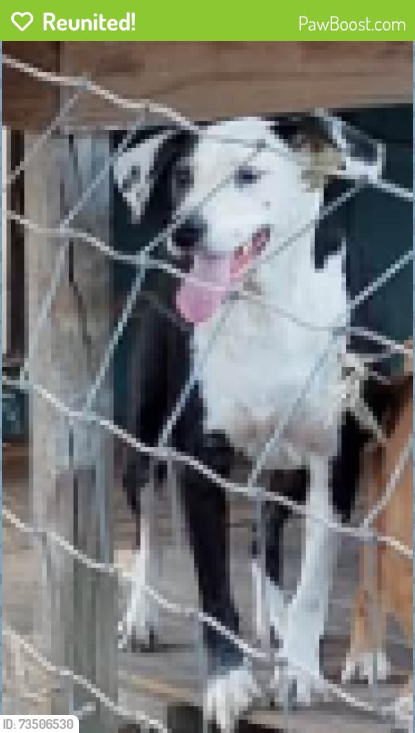 Reunited Male Dog last seen Ashley Wilson and County Road 809, Sweeny, TX 77480