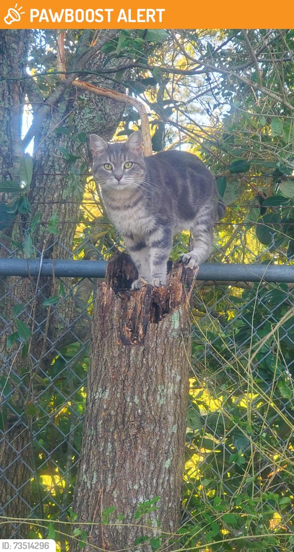 Found/Stray Female Cat last seen Navy Blvd behind Warrington Pines Apts, Escambia County, FL 32507
