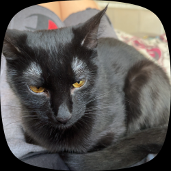 Lost Female Cat last seen Plainview, Wichita, KS 67210