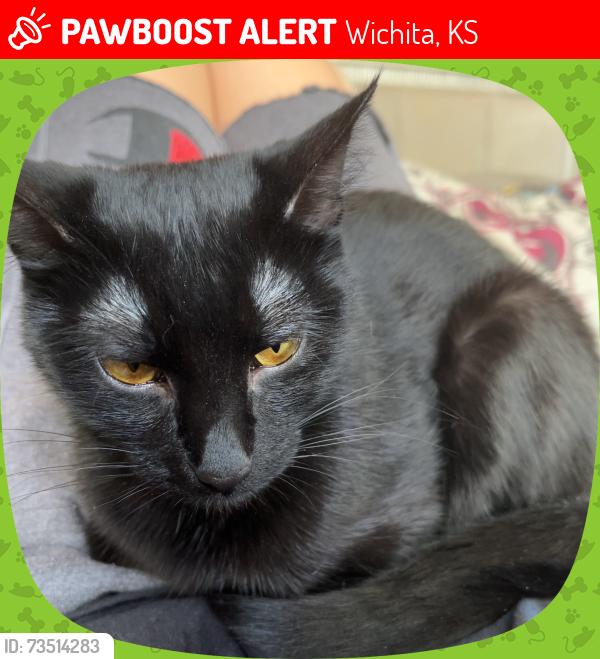 Lost Female Cat last seen Plainview, Wichita, KS 67210