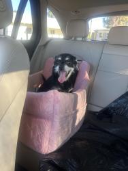 Found/Stray Female Dog last seen 27th Ave and Campbell, Phoenix, AZ 85015