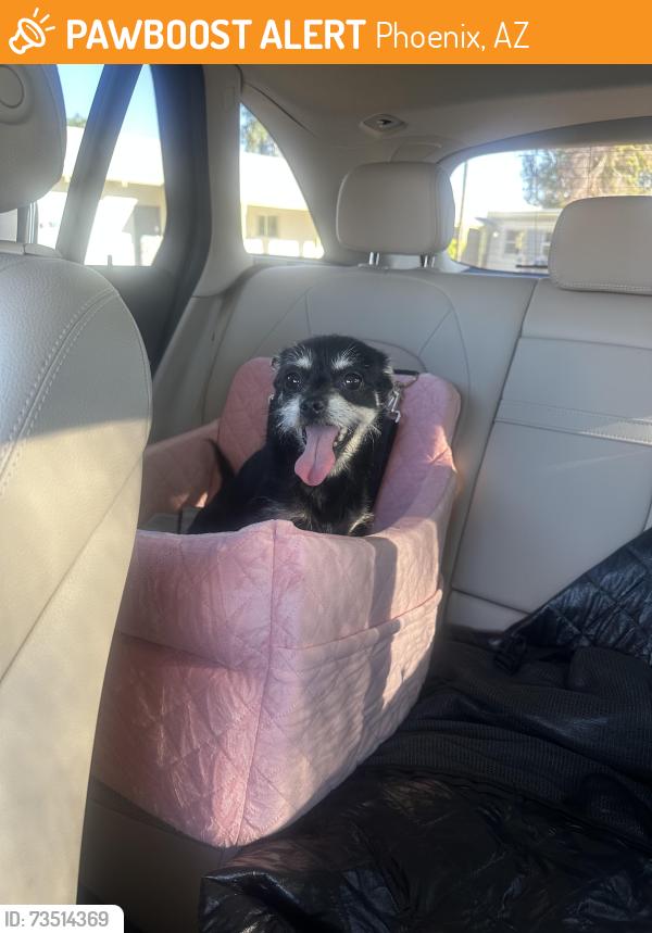 Found/Stray Female Dog last seen 27th Ave and Campbell, Phoenix, AZ 85015