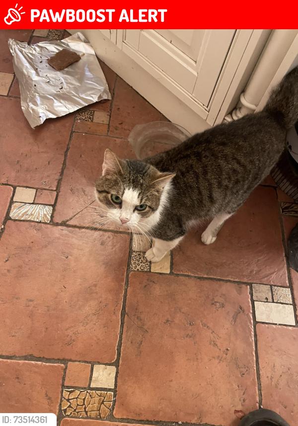 Lost Male Cat last seen Church lane, stokepoges SL2, Stoke Poges, England SL2 4NU
