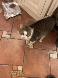 Lost Male Cat last seen Church lane, stokepoges SL2, Stoke Poges, England SL2 4NU