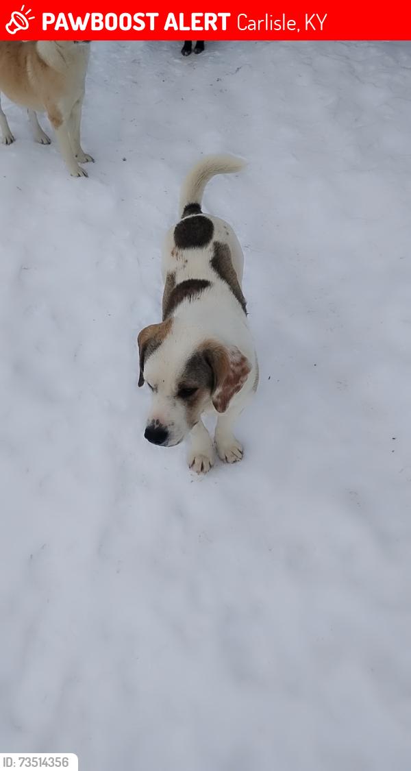 Lost Male Dog last seen Salt well, Carlisle, KY 40311