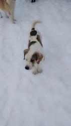 Lost Male Dog last seen Salt well, Carlisle, KY 40311