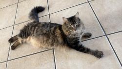 Lost Male Cat last seen Dr Carreon Blvd and Calhoun St, Indio, CA 92201