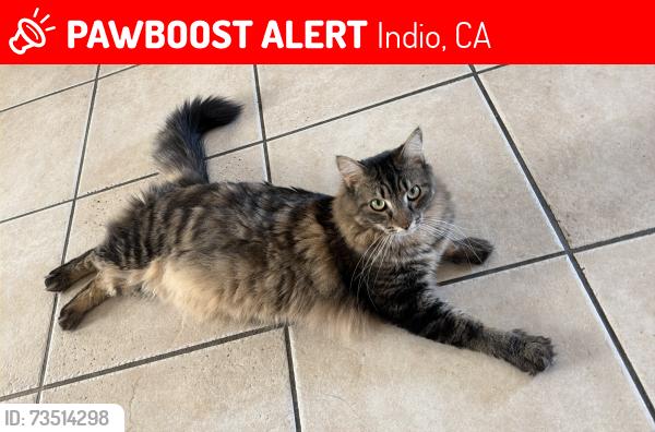 Lost Male Cat last seen Dr Carreon Blvd and Calhoun St, Indio, CA 92201