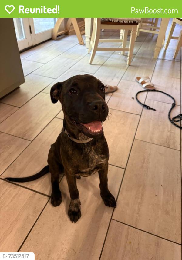 Reunited Male Dog last seen S Elm St, High Point, NC 27260, USA, High Point, NC 27260