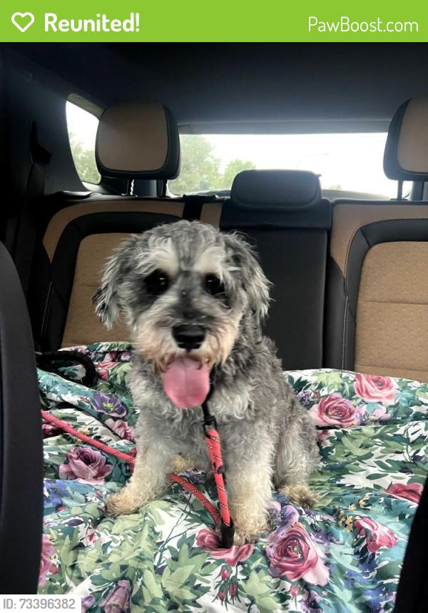 Reunited Male Dog last seen Ripple Brook Lane and N Shady Oaks Dr, Elgin, IL 60120