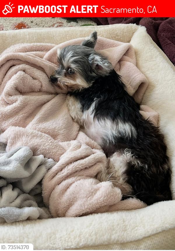 Lost Female Dog last seen Mayfair Dr and Ardenridge, Sacramento, CA 95864
