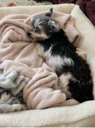 Lost Female Dog last seen Mayfair Dr and Ardenridge, Sacramento, CA 95864
