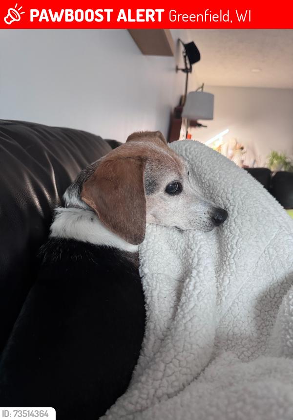 Lost Female Dog last seen Olive Brand Road and Mullinox, Greenfield, WI 53129