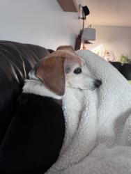 Lost Female Dog last seen Olive Brand Road and Mullinox, Greenfield, WI 53129