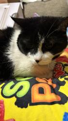 Reunited Female Cat last seen sellers middle school, weaver elementary school, bradfield park, Garland, TX 75040