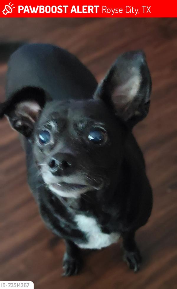 Lost Female Dog last seen Redman and Rowdy, Royse City, TX 75189