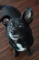 Lost Female Dog last seen Redman and Rowdy, Royse City, TX 75189