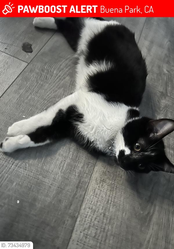 Lost Male Cat last seen Western ave, Buena Park, CA 90621