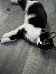Lost Male Cat last seen Western ave, Buena Park, CA 90621