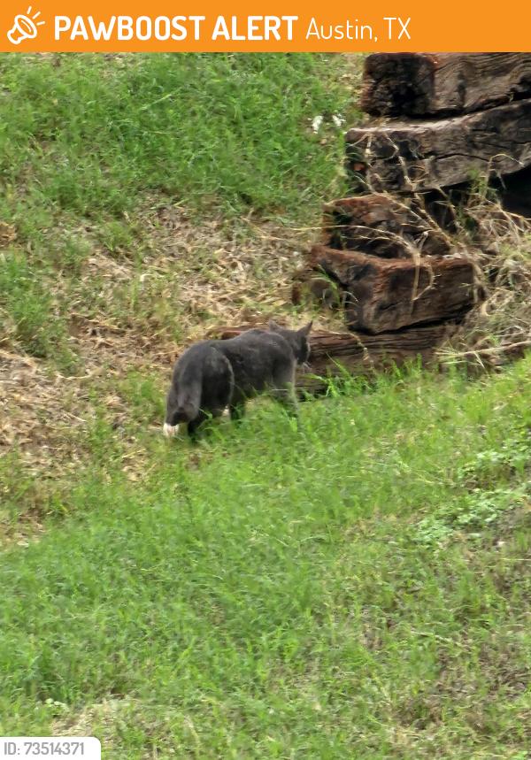 Found/Stray Unknown Cat last seen Balcones club apmts off 183, Austin, TX 78750