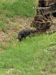 Found/Stray Unknown Cat last seen Balcones club apmts off 183, Austin, TX 78750