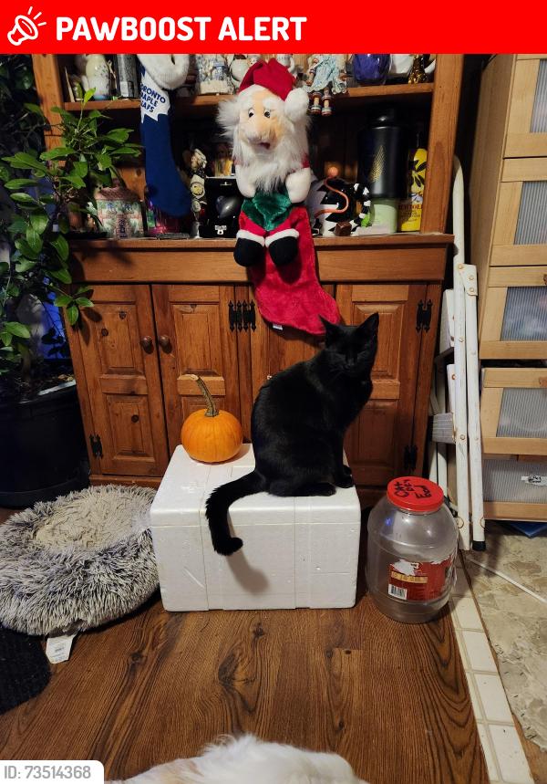 Lost Male Cat last seen Sheffield rd, Attercliffe, England S9 2DF