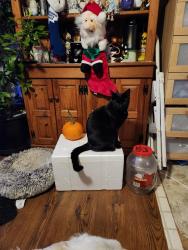 Lost Male Cat last seen Sheffield rd, Attercliffe, England S9 2DF