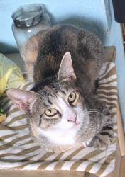 Lost Female Cat last seen Louisiana Ave, Elyria, OH 44035