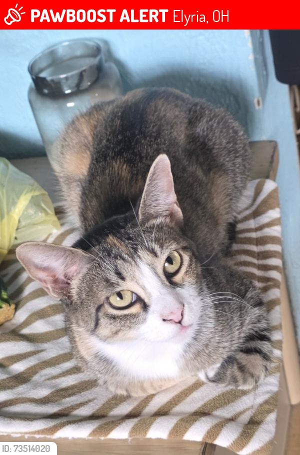 Lost Female Cat last seen Louisiana Ave, Elyria, OH 44035