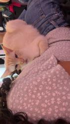 Lost Male Cat last seen Killewald st and Delaware ave, Tonawanda, NY 14150
