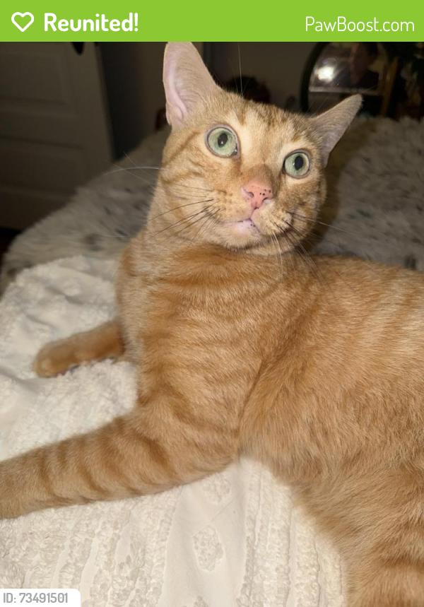 Reunited Male Cat last seen Near N Spring St, Elgin, IL 60120