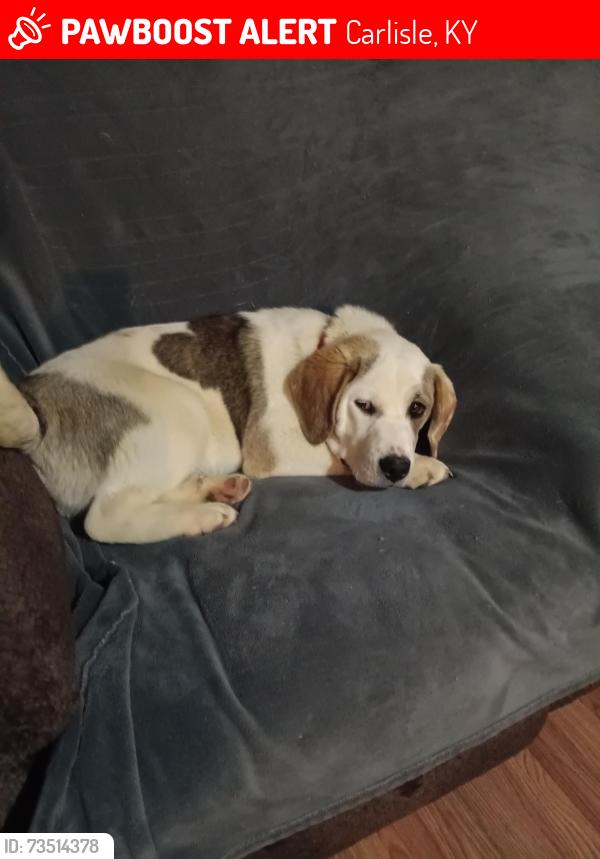 Lost Male Dog last seen Mt carmel, Carlisle, KY 40311